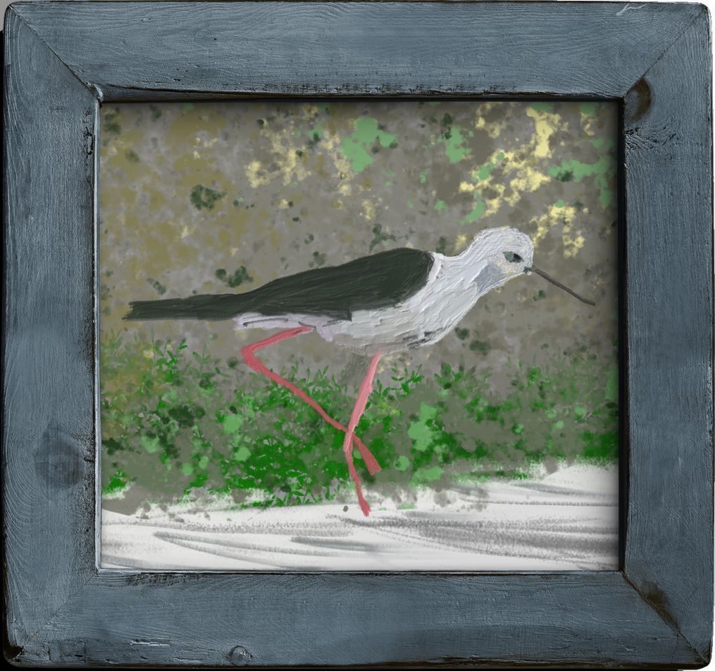 Black-winged Stilt (Himantopus himantopus)